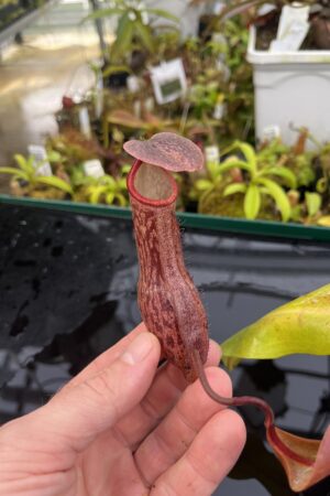 Close Up of Nepenthes boschiana | Borneo Exotics | BE-3643 | IN26467