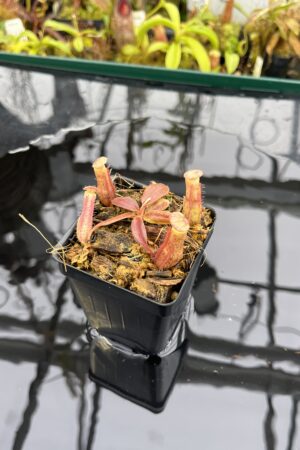 Close Up of Nepenthes boschiana | MKS | Florae | Assorted Clones | Florae Collaborative | FC-483 | IN26496