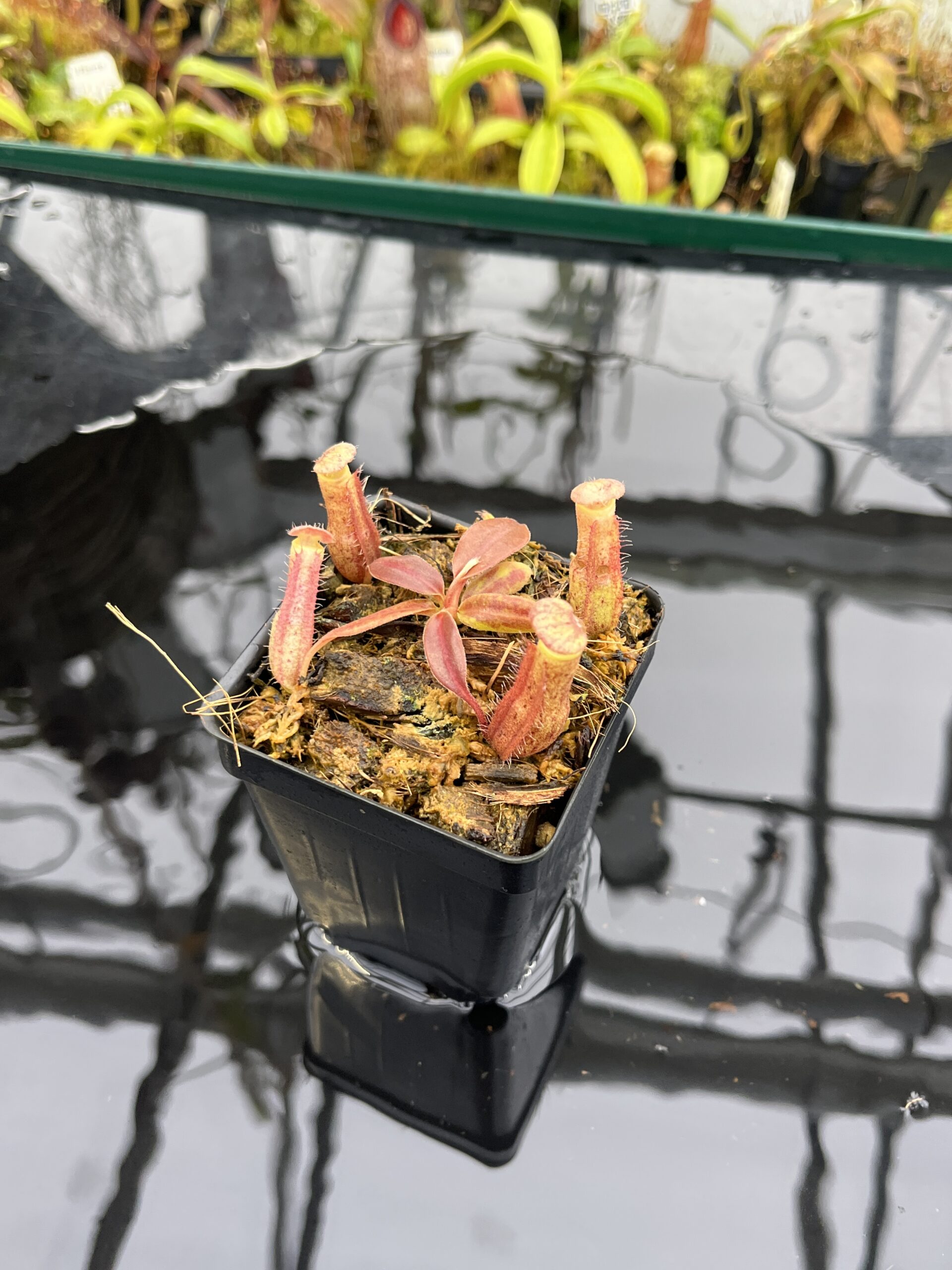 Close Up of Nepenthes boschiana | MKS | Florae | Assorted Clones | Florae Collaborative | FC-483 | IN26496