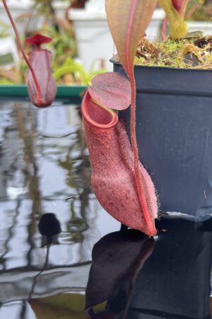 Close Up of Nepenthes boschiana x mira | Borneo Exotics | BE-3675 | IN26736