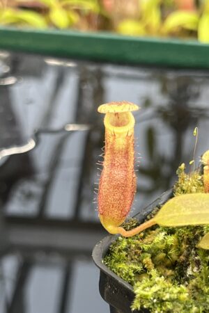 Close Up of Nepenthes boschiana x villosa | JH | Jeremiah Harris | JH-366.00 | H26406