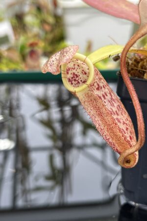 Close Up of Nepenthes burbidgeae | Borneo Exotics | BE-3873 | H26751