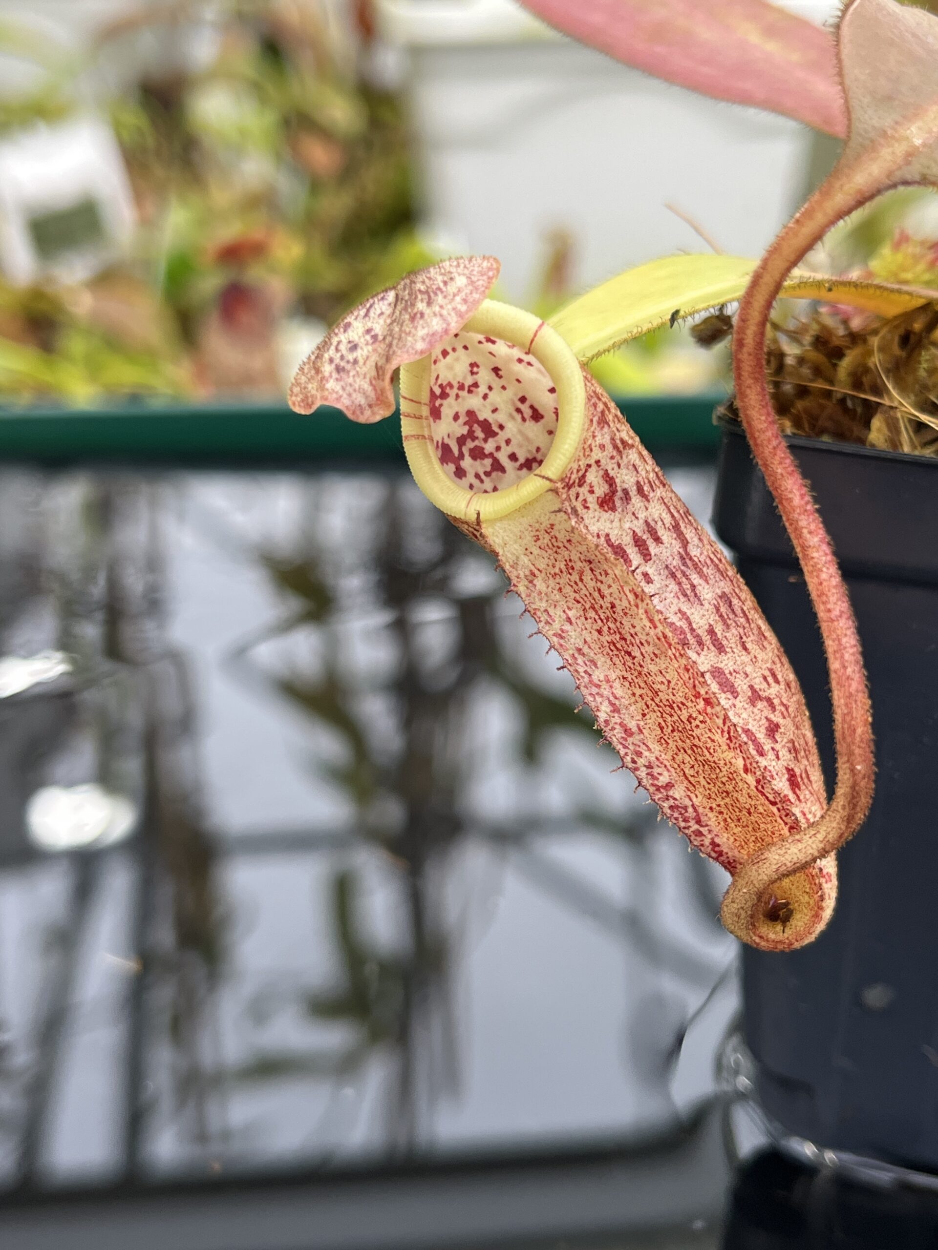 Close Up of Nepenthes burbidgeae | Borneo Exotics | BE-3873 | H26751