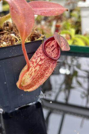Close Up of Nepenthes burbidgeae x (maxima x talangensis) | Borneo Exotics | BE-3764 | IN26379