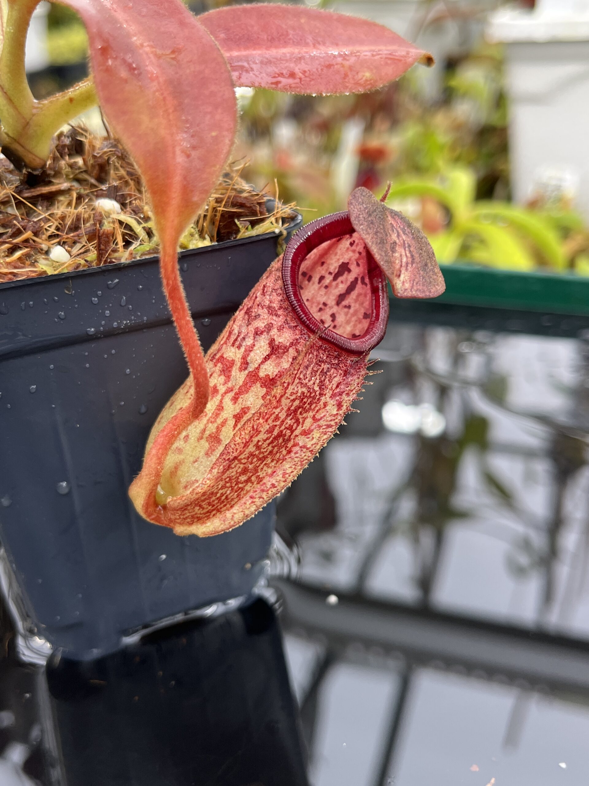Close Up of Nepenthes burbidgeae x (maxima x talangensis) | Borneo Exotics | BE-3764 | IN26379