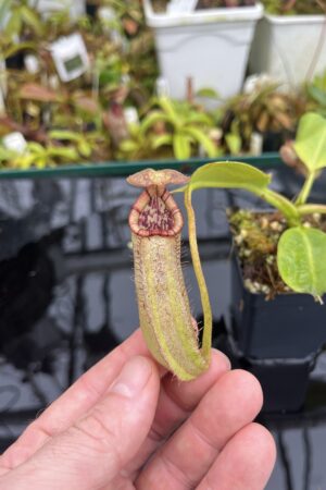 Close Up of Nepenthes burbidgeae x robcantleyi | Borneo Exotics | BE-3577 | IN26741