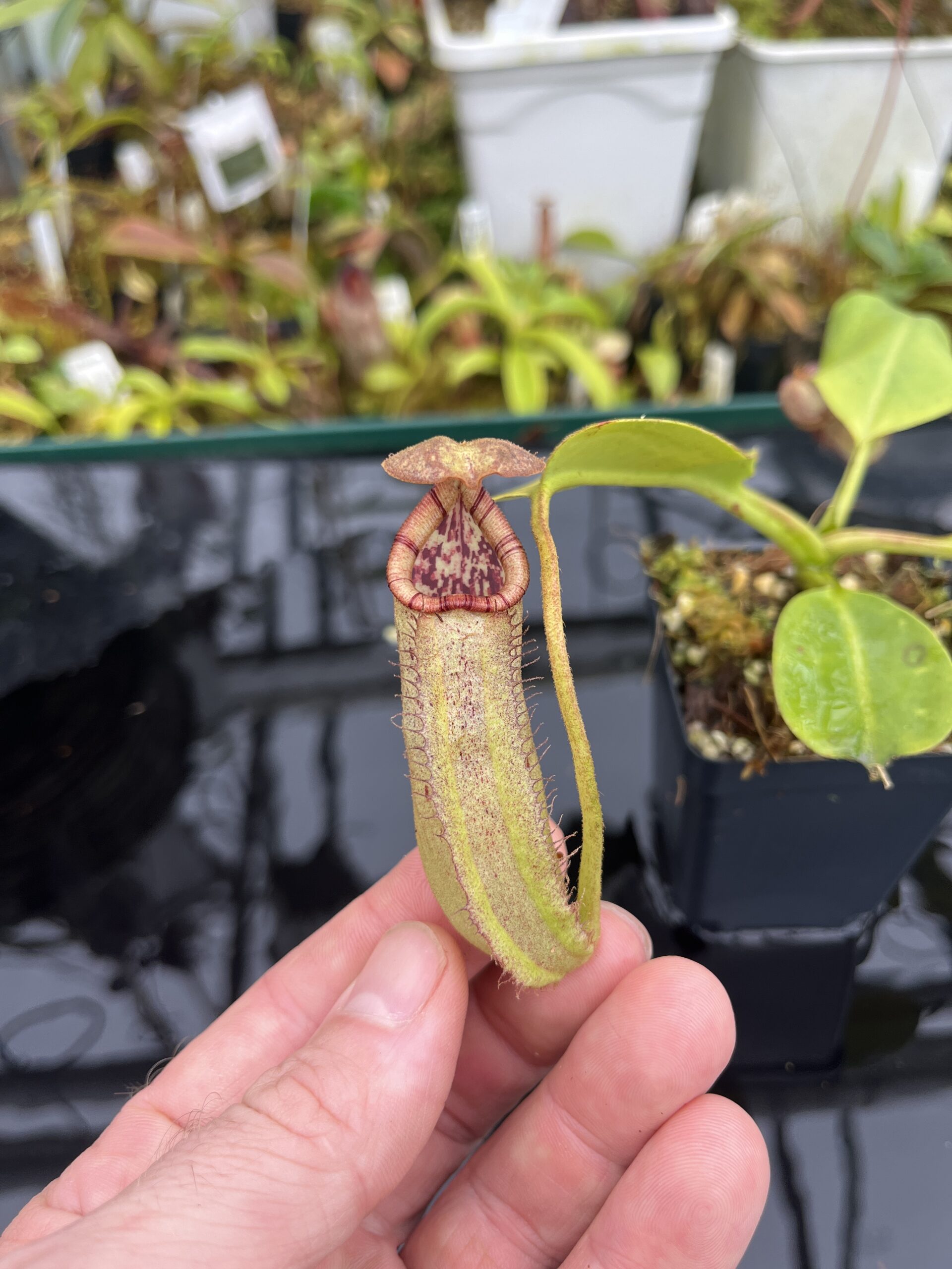 Close Up of Nepenthes burbidgeae x robcantleyi | Borneo Exotics | BE-3577 | IN26741