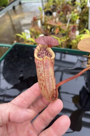 Close Up of Nepenthes burbidgeae x robcantleyi | Borneo Exotics | BE-4038 | IN26271