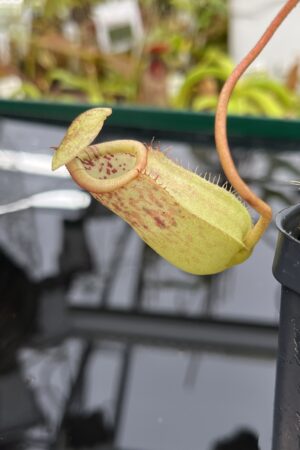 Close Up of Nepenthes burbidgeae x sibuyanensis | Borneo Exotics | BE-3974 | IN26484