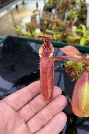Close Up of Nepenthes burbidgeae x (veitchii x lowii) | Borneo Exotics | BE-3993 | IN26227