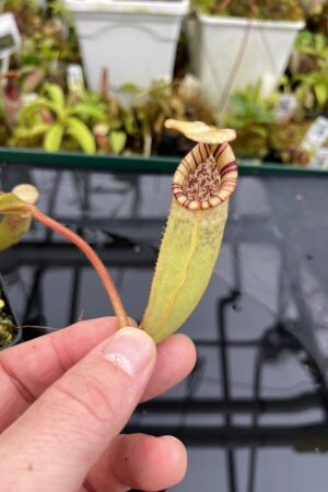 Close Up of Nepenthes burbidgeae x (veitchii x lowii) | Borneo Exotics | BE-3993 | IN26718