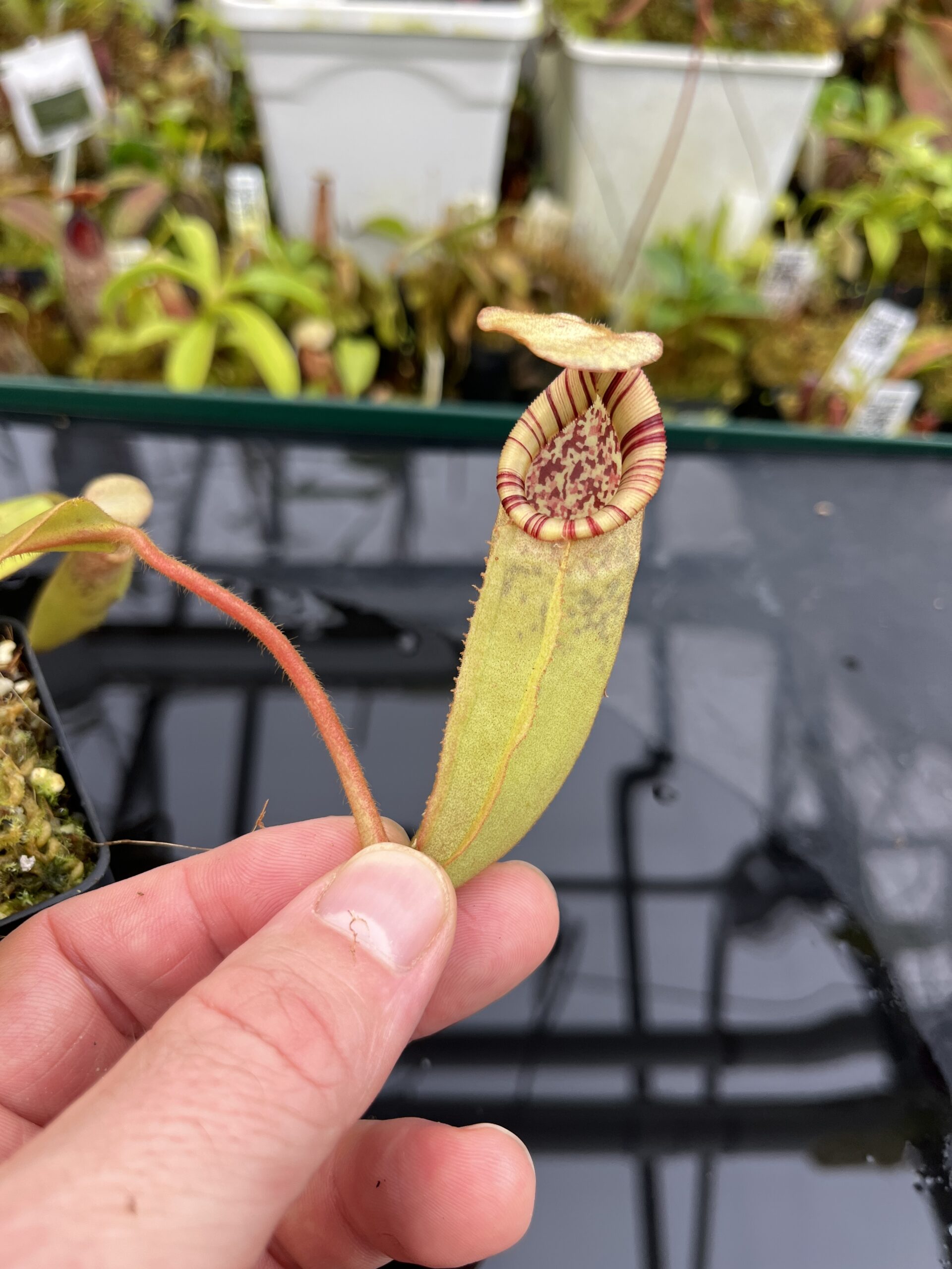 Close Up of Nepenthes burbidgeae x (veitchii x lowii) | Borneo Exotics | BE-3993 | IN26718