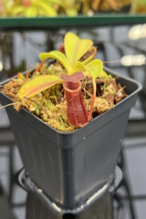 Close Up of Nepenthes burkei x lowii | Borneo Exotics | BE-4669 | IN26294
