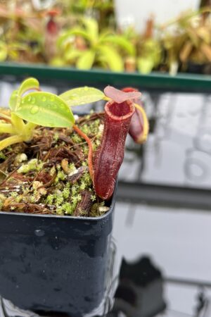Close Up of Nepenthes burkei x lowii | Borneo Exotics | BE-4669 | IN26508