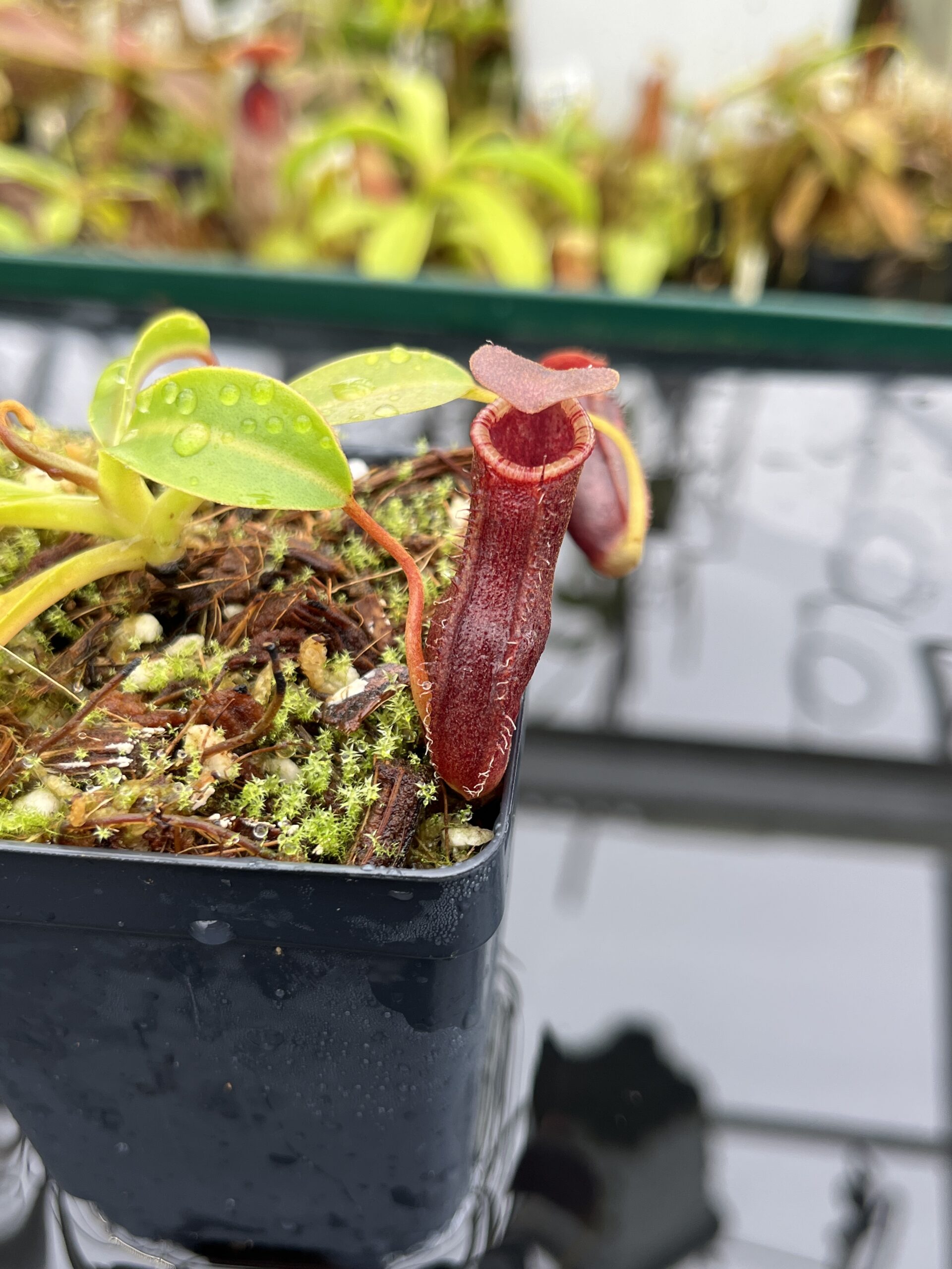 Close Up of Nepenthes burkei x lowii | Borneo Exotics | BE-4669 | IN26508