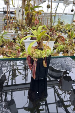 Close Up of Nepenthes carunculata (G. Sago) | Andreas Wistuba | AW-01 | H26370