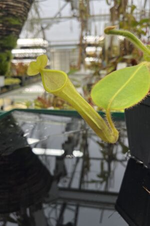 Close Up of Nepenthes chaniana | Borneo Exotics | BE-3673 | IN26461