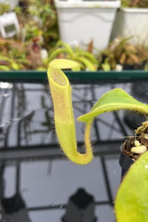 Close Up of Nepenthes chaniana | Borneo Exotics | BE-3673 | IN26487