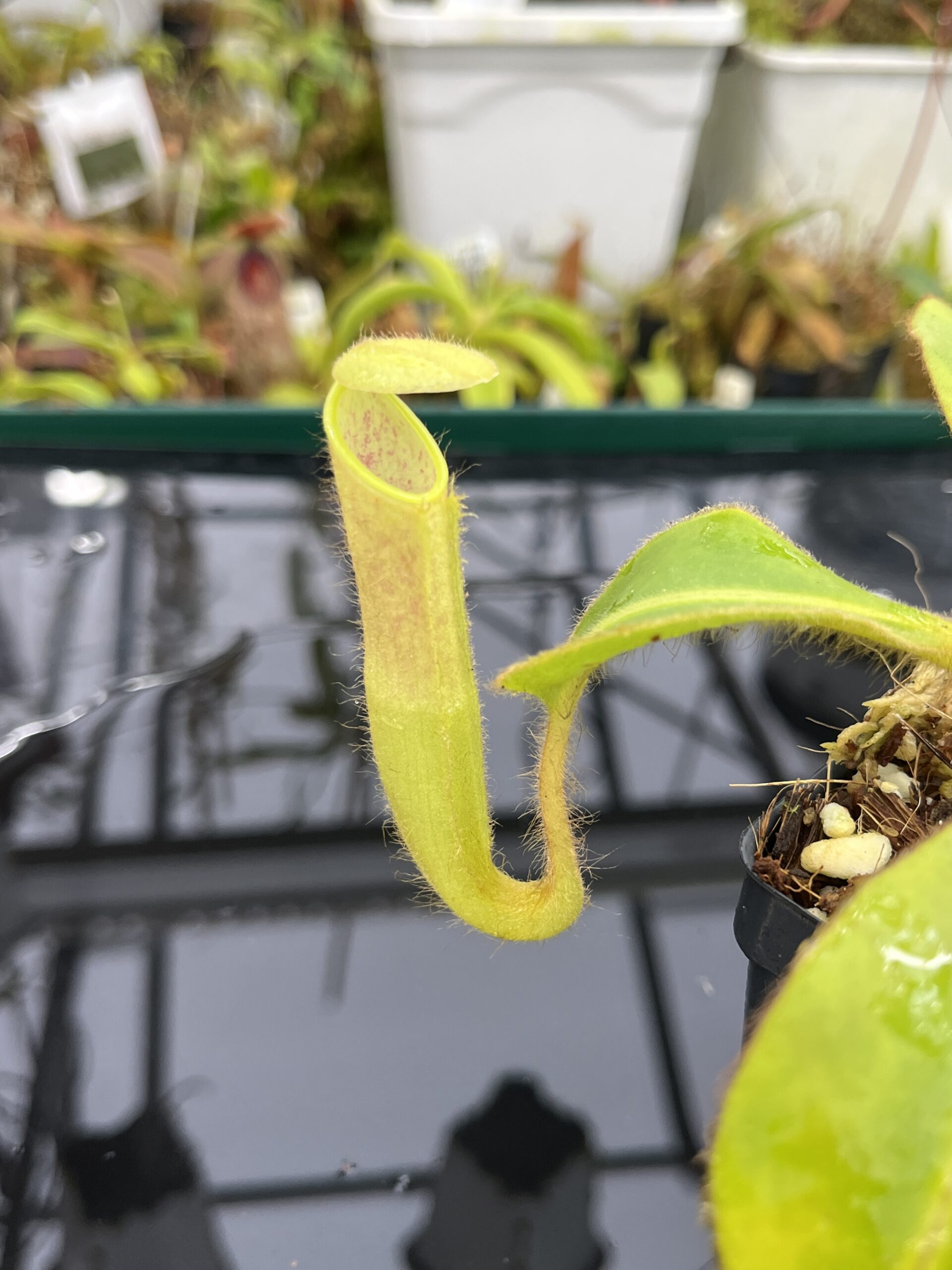 Close Up of Nepenthes chaniana | Borneo Exotics | BE-3673 | IN26487