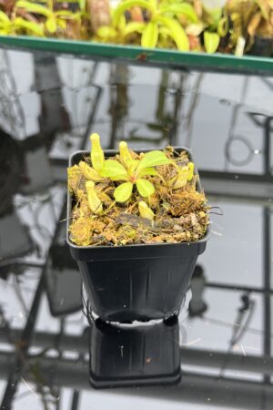 Close Up of Nepenthes clipeata | Florae | FC-265.01 | Florae Collaborative | FC-265.01 | IN26728