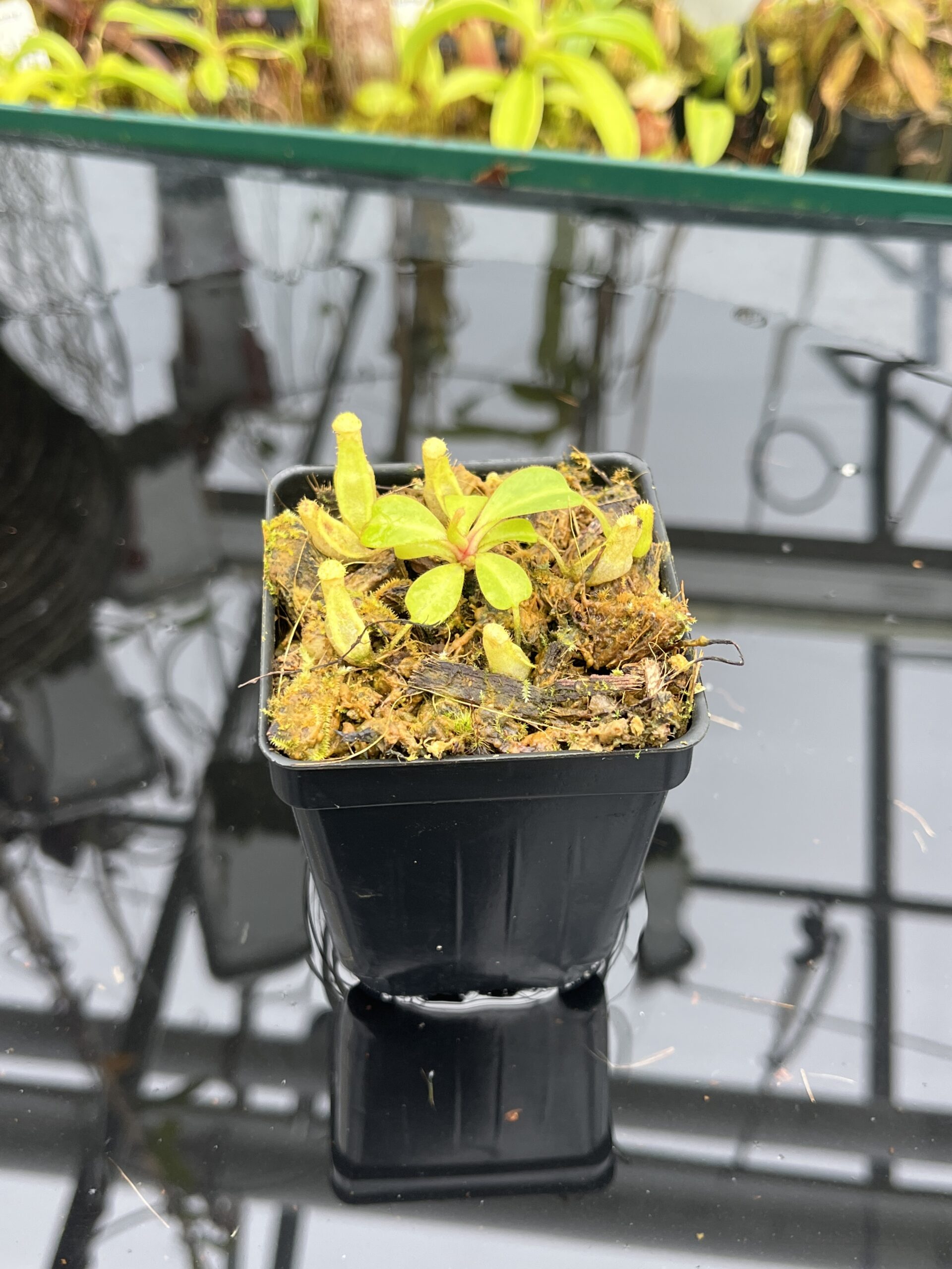 Close Up of Nepenthes clipeata | Florae | FC-265.01 | Florae Collaborative | FC-265.01 | IN26728