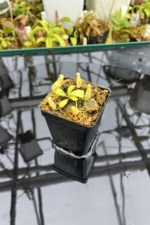 Close Up of Nepenthes clipeata | Florae | FC-265.01 | Florae Collaborative | FC-265.01 | IN26744