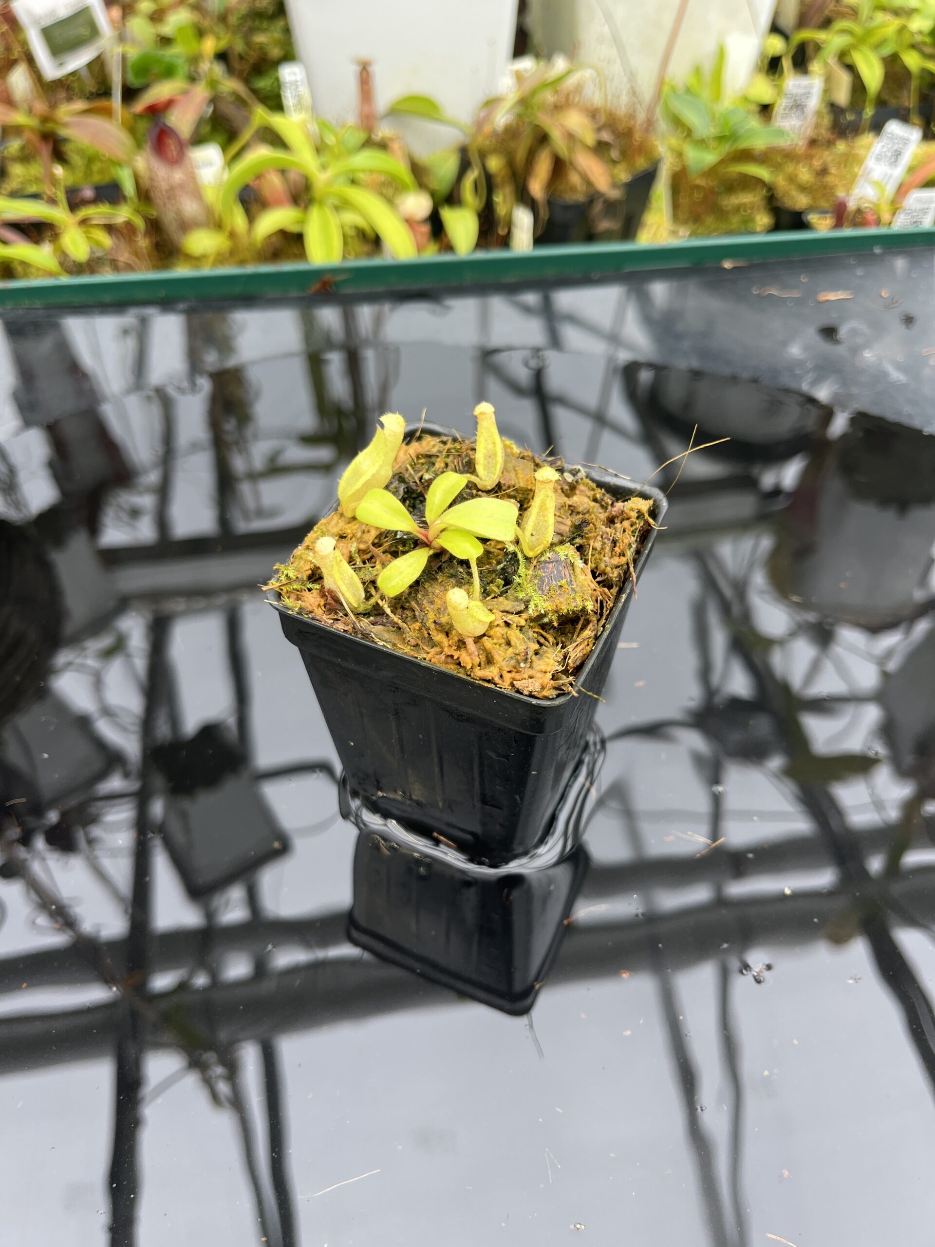 Close Up of Nepenthes clipeata | Florae | FC-265.01 | Florae Collaborative | FC-265.01 | IN26744