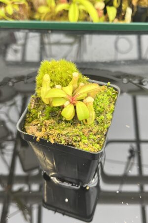 Close Up of Nepenthes clipeata | Florae | FC-265.02 | Florae Collaborative | FC-265.02 | IN26723