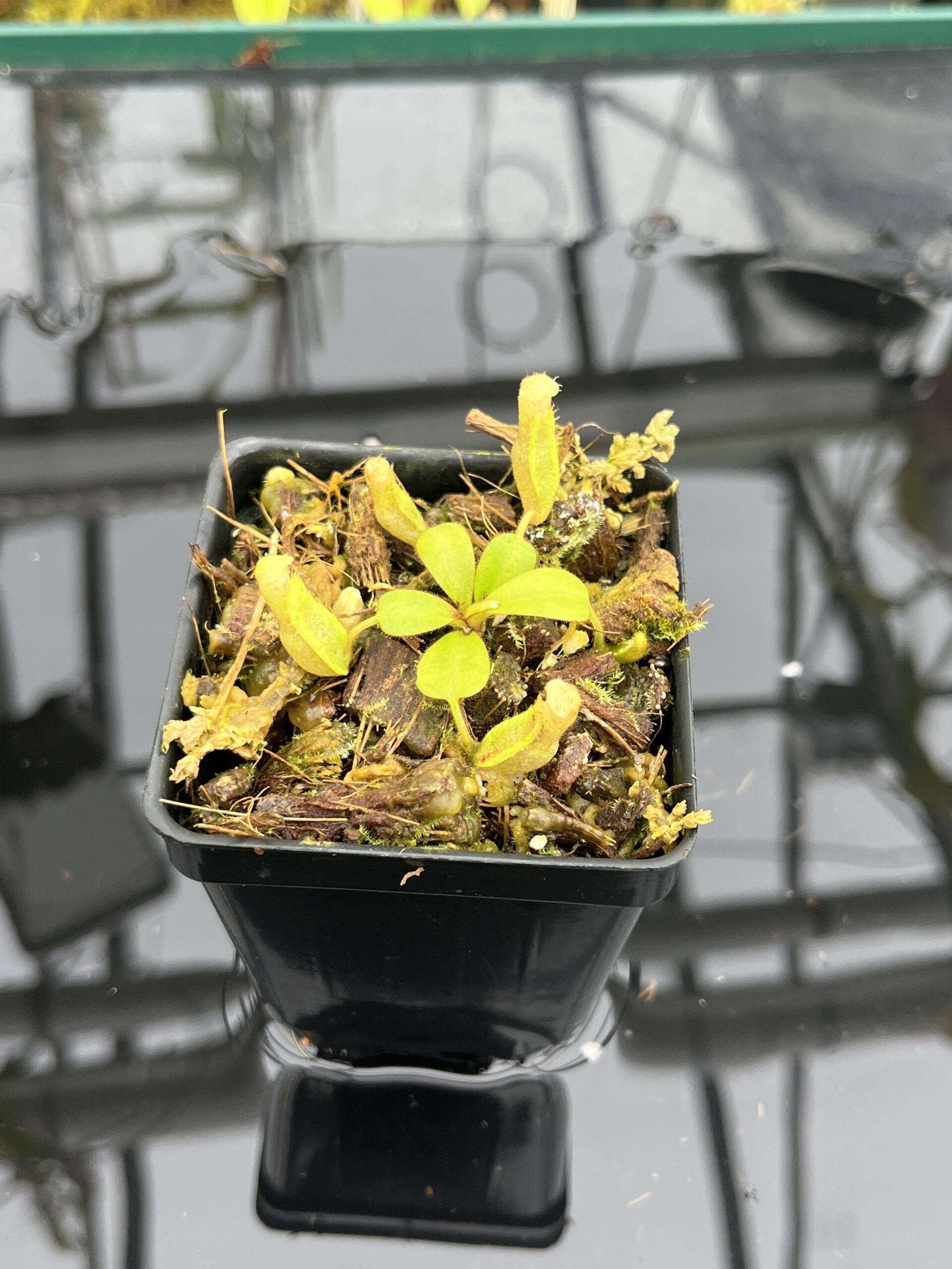 Close Up of Nepenthes clipeata | Florae | FC-265.02 | Florae Collaborative | FC-265.02 | IN26731