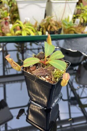 Close Up of Nepenthes dactylifera | Borneo Exotics | BE-3070 | IN26423
