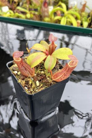 Close Up of Nepenthes dactylifera | Borneo Exotics | BE-3070 | IN26492