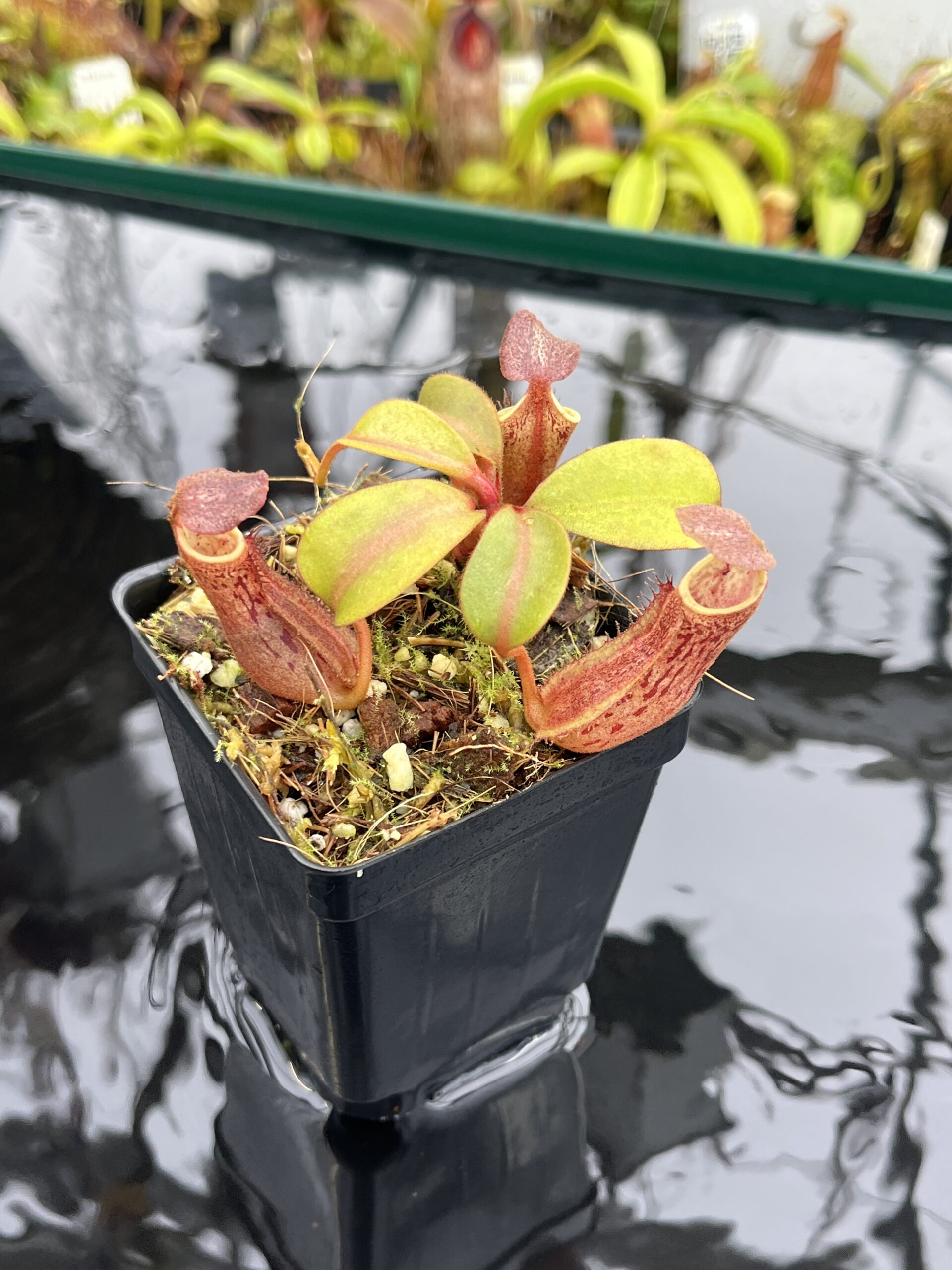 Close Up of Nepenthes dactylifera | Borneo Exotics | BE-3070 | IN26492