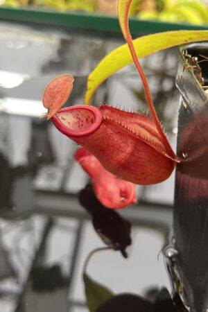 Close Up of Nepenthes densiflora x mirabilis var. globosa | Borneo Exotics | BE-3656 | IN26473