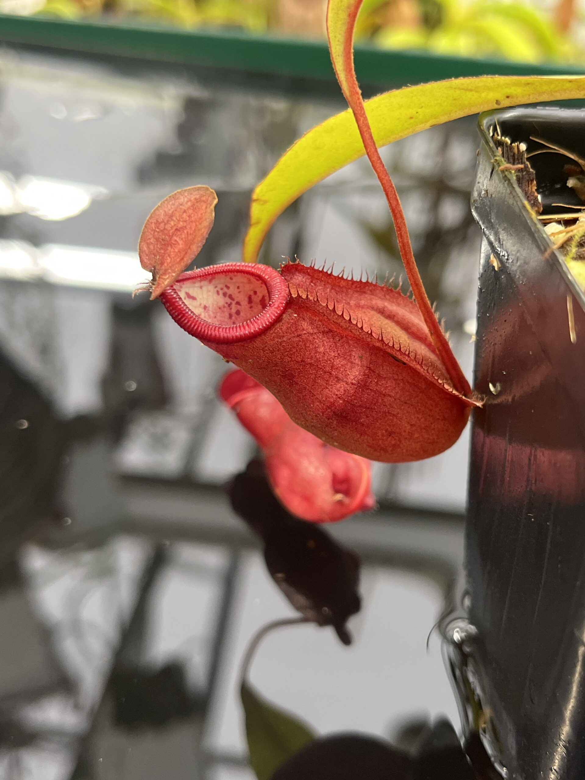 Close Up of Nepenthes densiflora x mirabilis var. globosa | Borneo Exotics | BE-3656 | IN26473