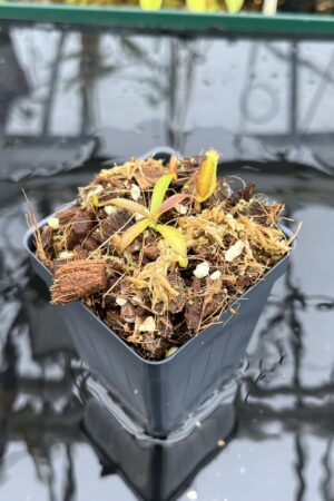 Close Up of Nepenthes densiflora x mollis | Assorted Clones | Jeremiah Harris | JH-455 | H26361