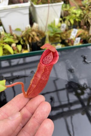 Close Up of Nepenthes densiflora x veitchii | Borneo Exotics | BE-4037 | IN26735