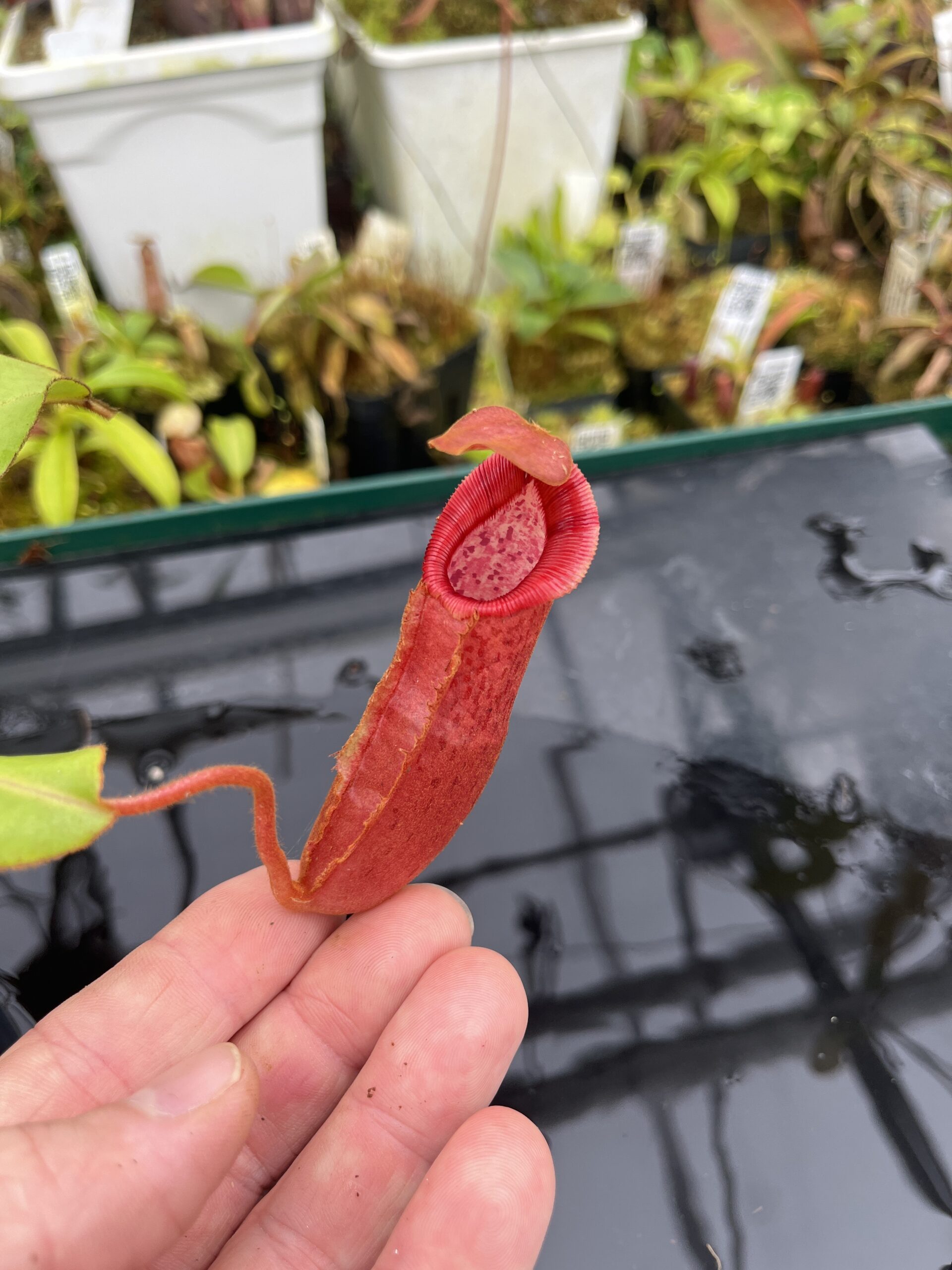 Close Up of Nepenthes densiflora x veitchii | Borneo Exotics | BE-4037 | IN26735