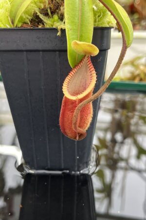 Close Up of Nepenthes diabolica (=Red Hairy Hamata = RHH) | Andreas Wistuba | AW-14 | H26749