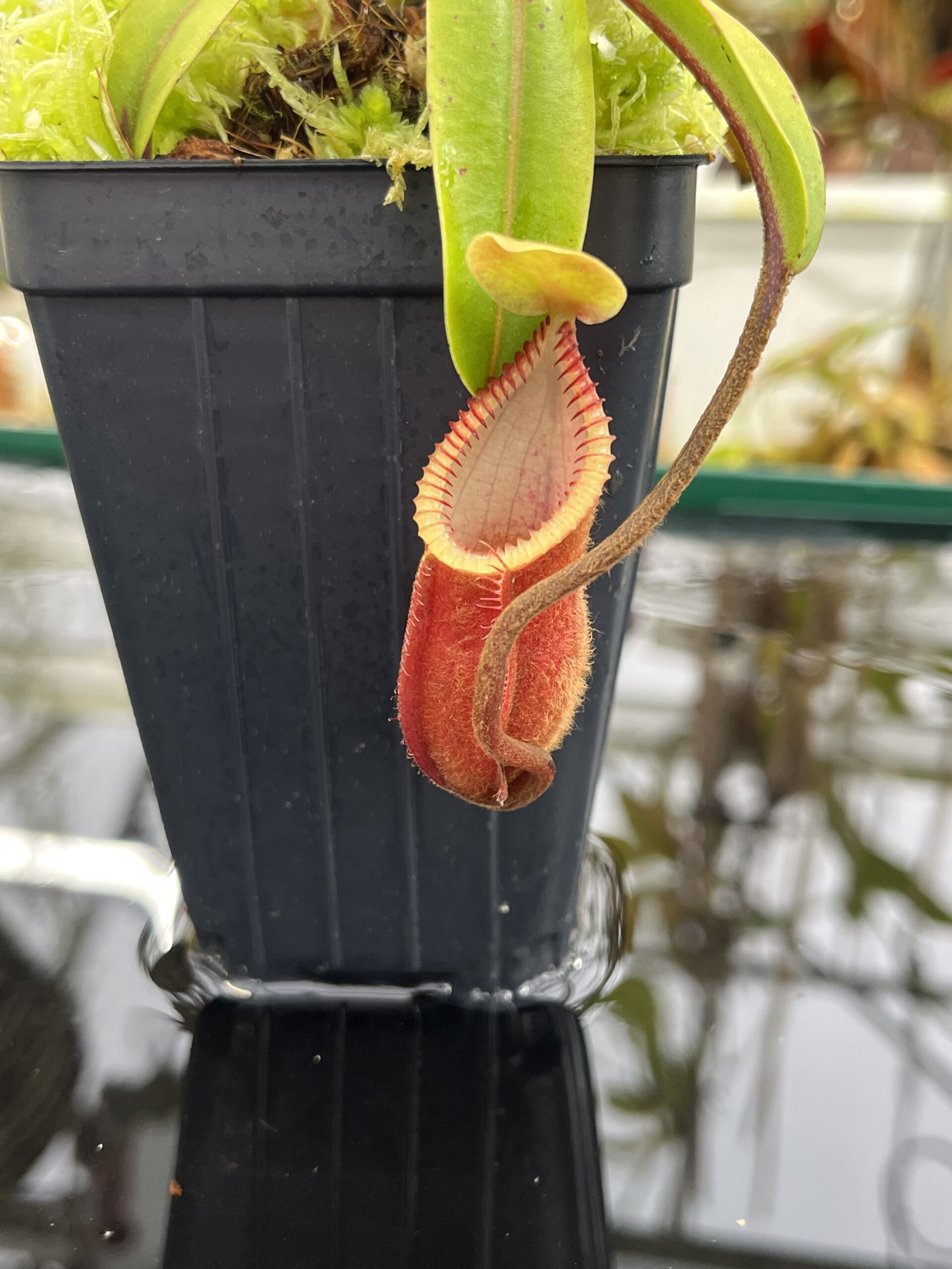Close Up of Nepenthes diabolica (=Red Hairy Hamata = RHH) | Andreas Wistuba | AW-14 | H26749