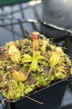 Close Up of Nepenthes (diabolica x hamata) x eymae G. Tambusisi pod #2 | MKS | Florae | Florae Collaborative | FC-436 | H26397