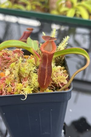 Close Up of Nepenthes edwardsiana (Tamb.) | Andreas Wistuba | AW-09 | H26356