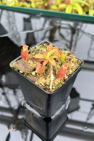 Close Up of Nepenthes edwardsiana x jacquelineae | Assorted Clones | Jeremiah Harris | JH-413 | H26286