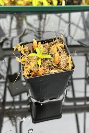Close Up of Nepenthes edwardsiana x jacquelineae | Jeremiah Harris | JH-413.03 | H26203