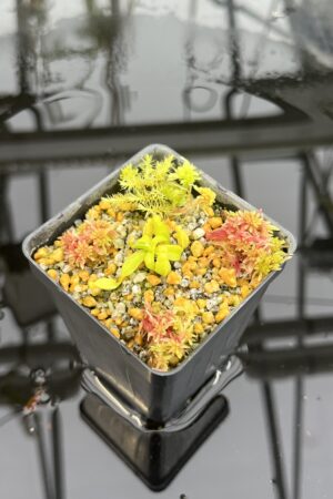 Close Up of Nepenthes edwardsiana x macrophylla | Assorted Clones | Jeremiah Harris | JH-459 | H26763