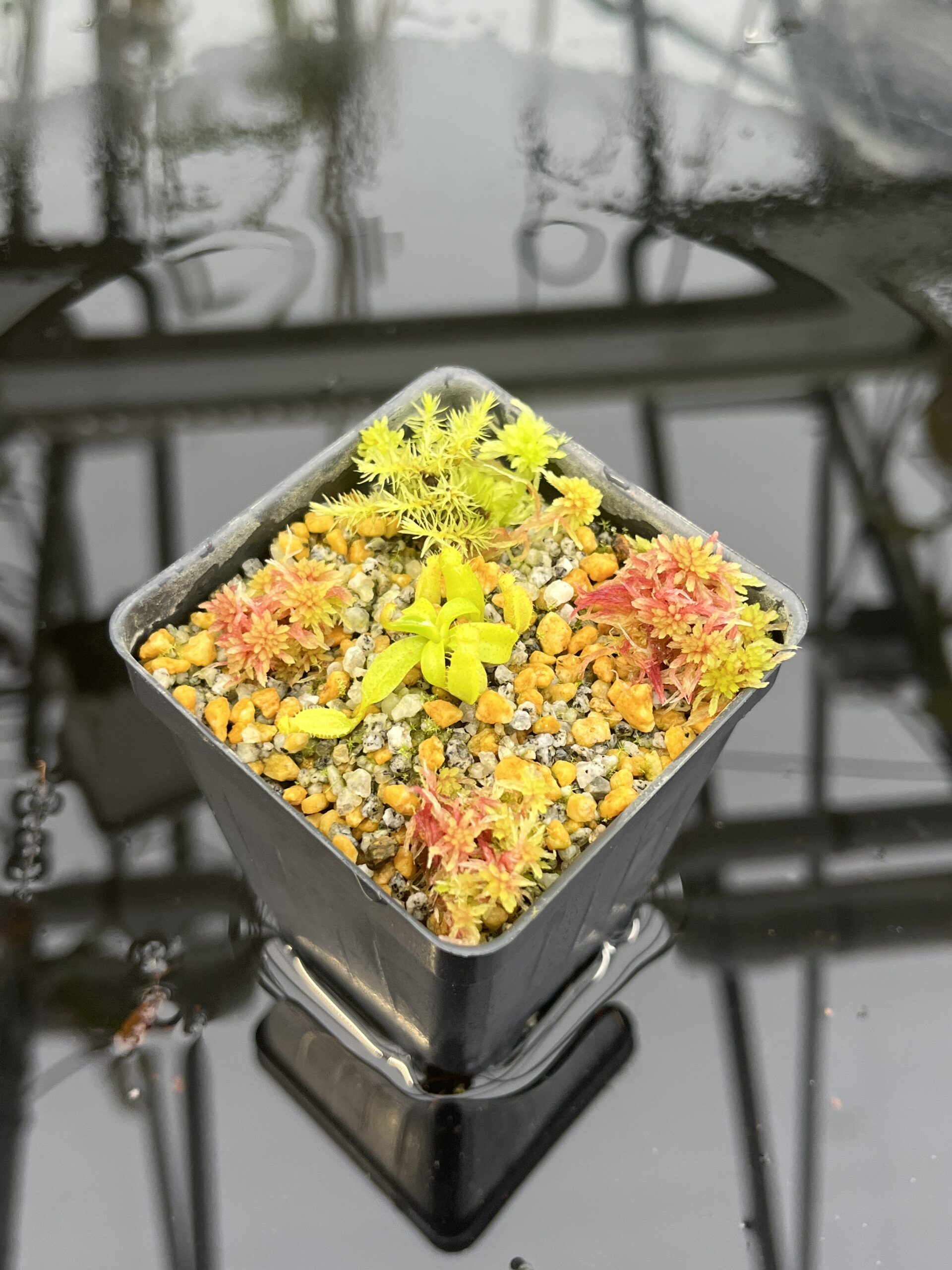 Close Up of Nepenthes edwardsiana x macrophylla | Assorted Clones | Jeremiah Harris | JH-459 | H26763