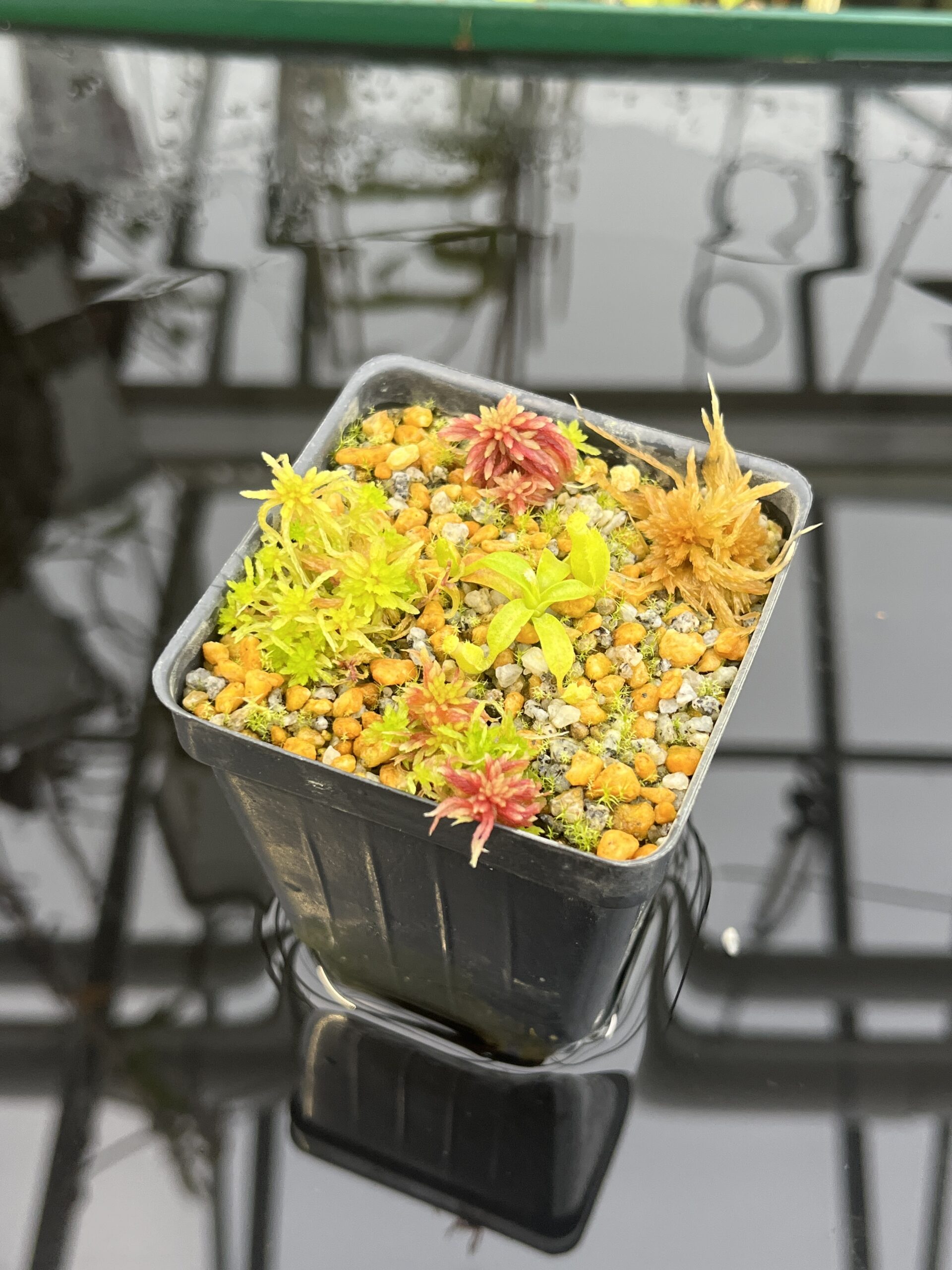 Close Up of Nepenthes edwardsiana x macrophylla | Assorted Clones | Jeremiah Harris | JH-459 | H26764