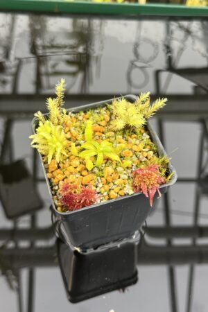Close Up of Nepenthes edwardsiana x macrophylla | Assorted Clones | Jeremiah Harris | JH-459 | H26765