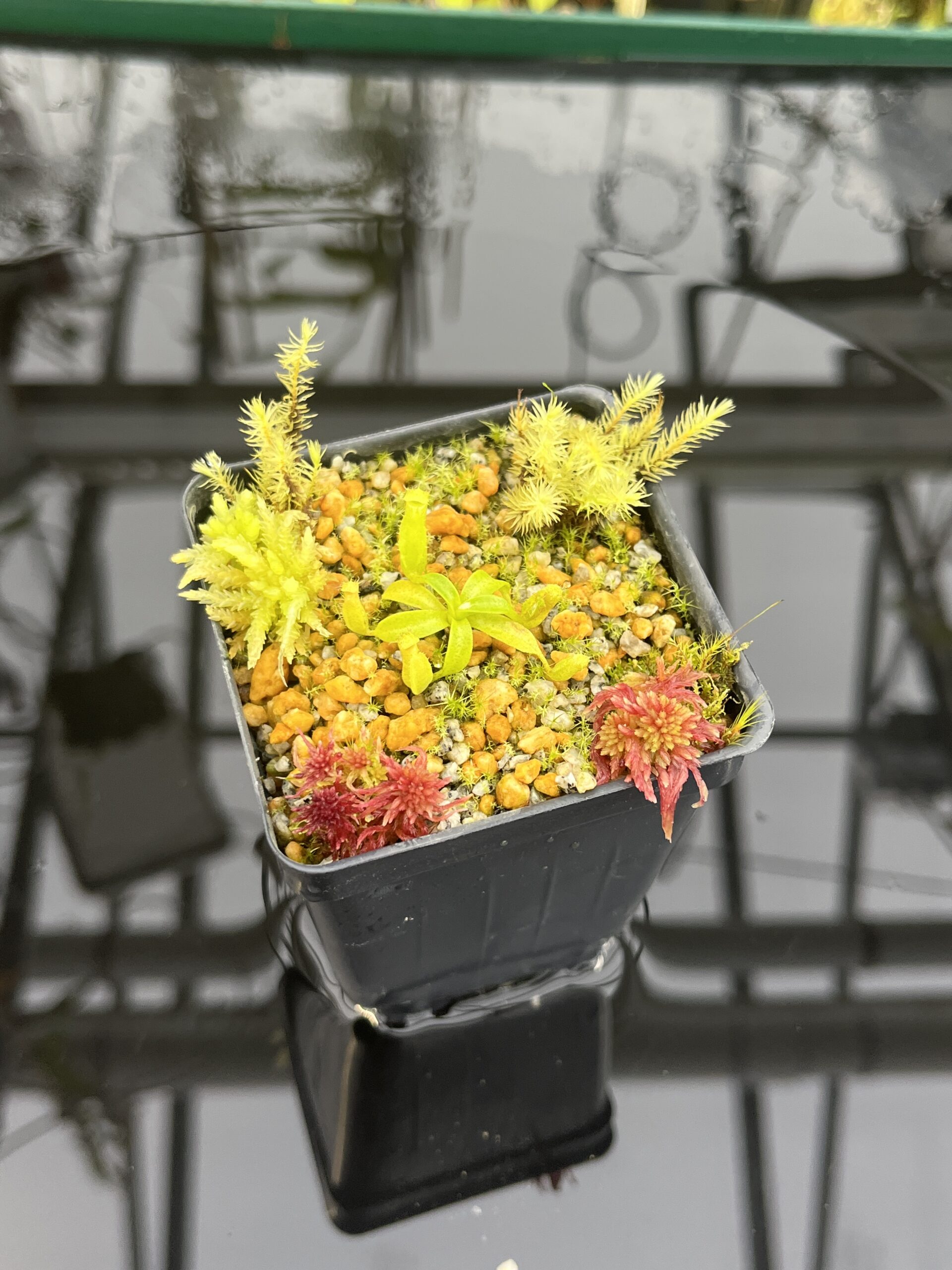Close Up of Nepenthes edwardsiana x macrophylla | Assorted Clones | Jeremiah Harris | JH-459 | H26765