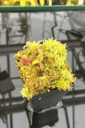 Close Up of Nepenthes ephippiata Hose Mountains | Jeremiah Harris | JH-045.02 | H26772