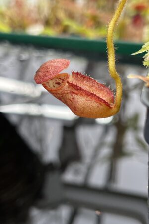 Close Up of Nepenthes erucoides (Dinagat Philippines) | Andreas Wistuba | AW-RSC | H26378